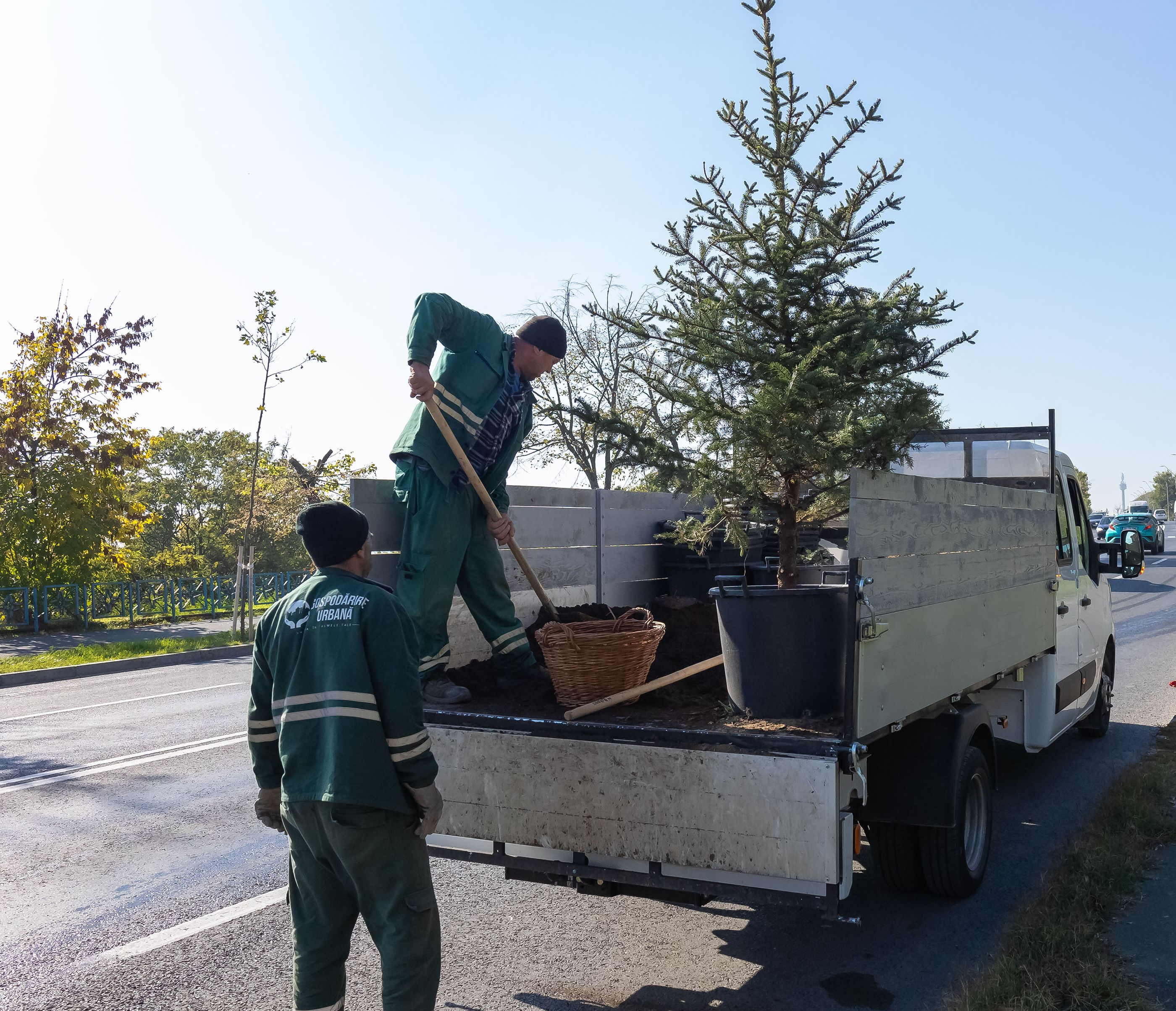 O mie de copaci ar trebui să prindă rădăcini
