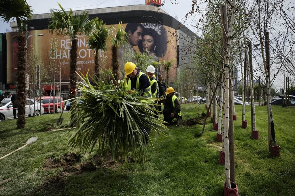 Scandalul palmierilor din centrul Bucureştiului, un subiect "fumat" de 14 ani la Galaţi