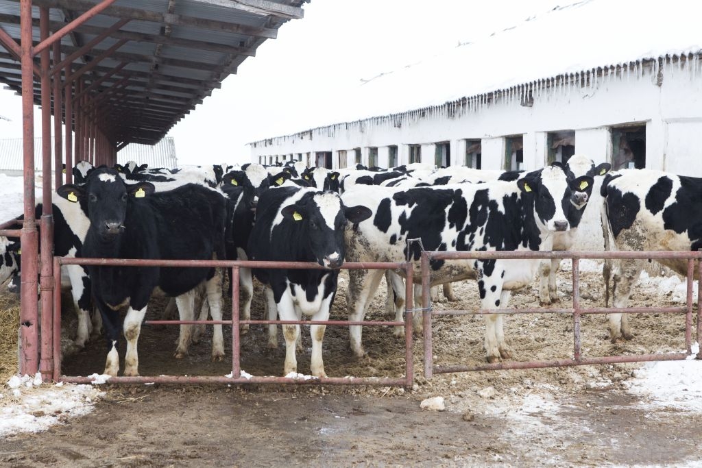 Producătorii locali de LAPTE, sufocaţi de importuri