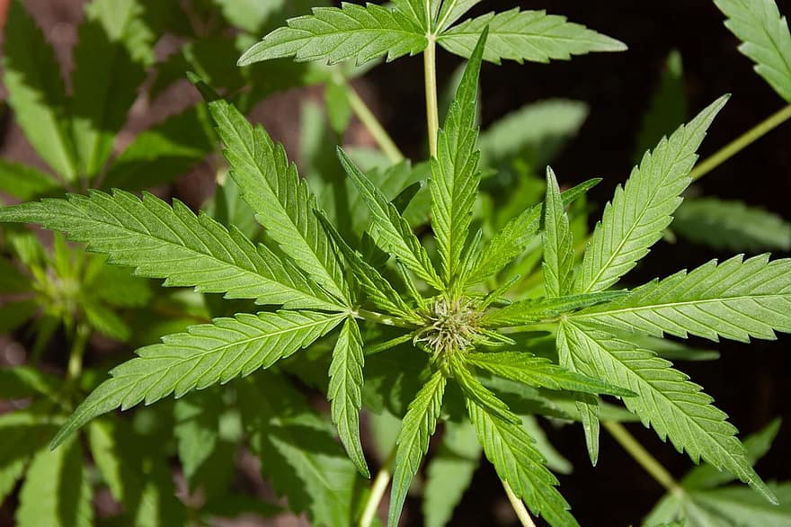 Cultură de cannabis ascunsă în vie