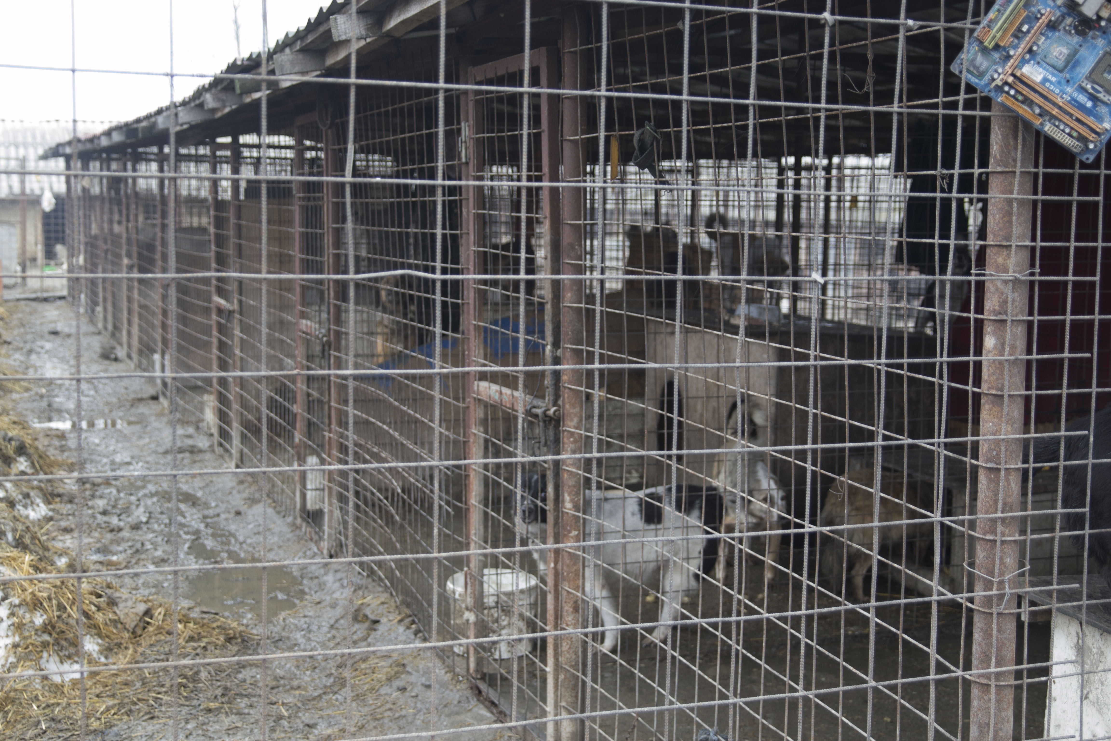 Peste 1.000 de suflete de la Asociaţia "Ajutaţi-l pe Lăbuş" au nevoie de sprijinul nostru