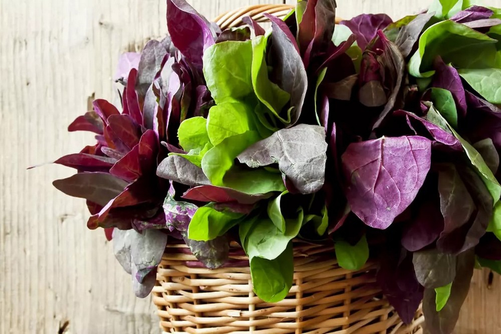 Loboda, regina sănătății printre verdețurile de primăvară