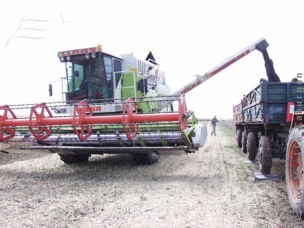 Statul sabotează piaţa cerealelor