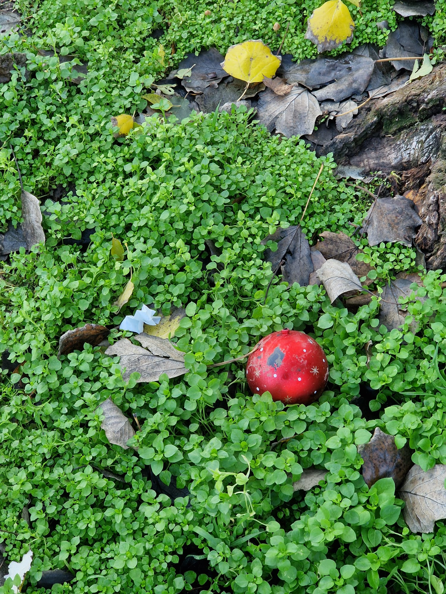 Poza zilei. Fantomele Crăciunului trecut