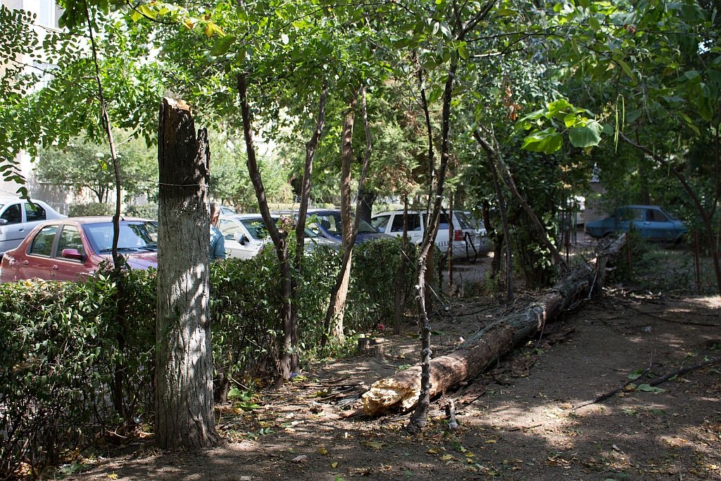 FURTUNA de luni a RUPT un copac, în Micro 16