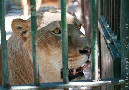 Parcul Zoo, cu spaţii europene de habitat