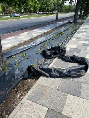 Distrugerea zonelor verzi continuă