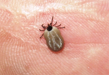 Oficial, nu avem căpuşe la Gârboavele 