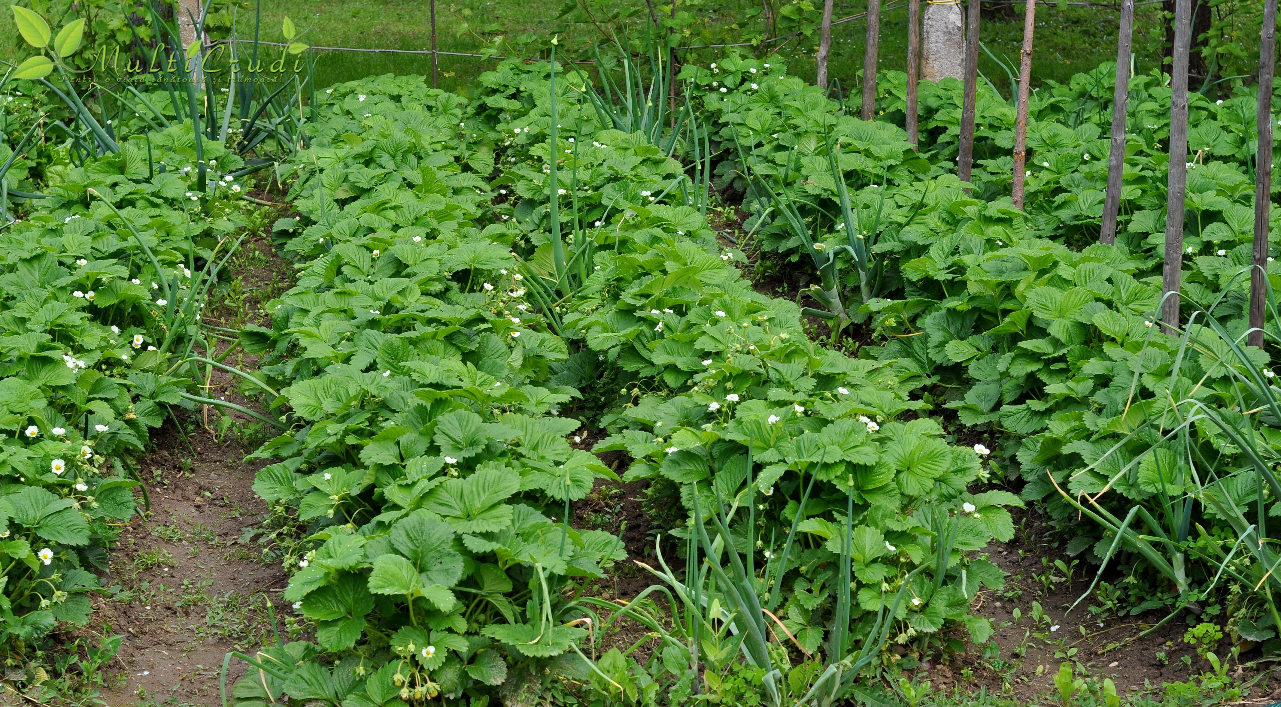 Frunzele de căpşun pot acţiona împotriva reumatismului