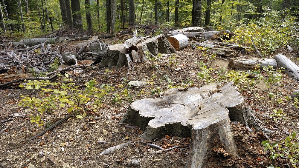 Tăierea pădurilor a favorizat inundaţiile catastrofale din judeţul Galaţi