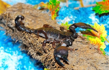 Animale exotice vii, la Complexul Muzeal de Ştiinţele Naturii