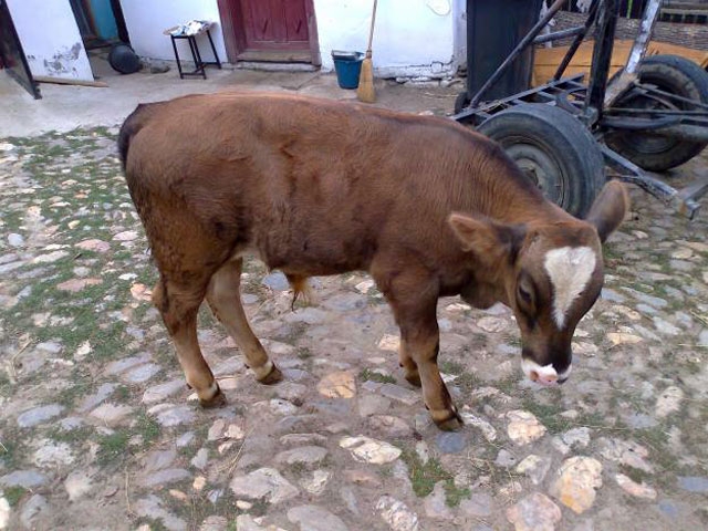 Furtul de găini nu mai este la modă! Hoţii preferă animalele mari