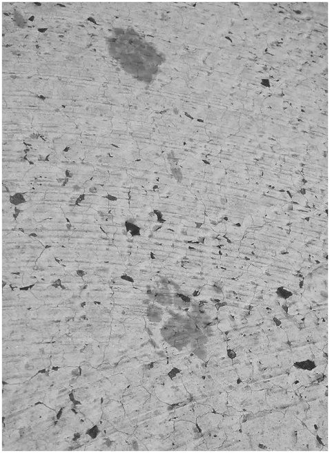 Pisică dată în „urmărire generală” (VIDEO)