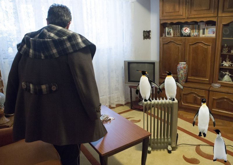 PAMFLET/ Senzaţional! Din cauza frigului din apartamente, gălăţenii cresc pinguini în loc de pisici