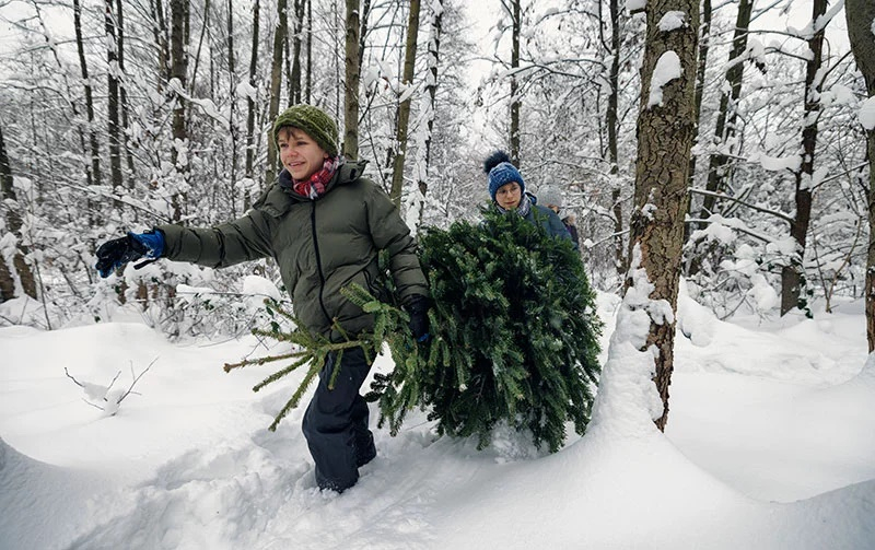 Cât vom plăti în acest an pentru brazii crescuți în România