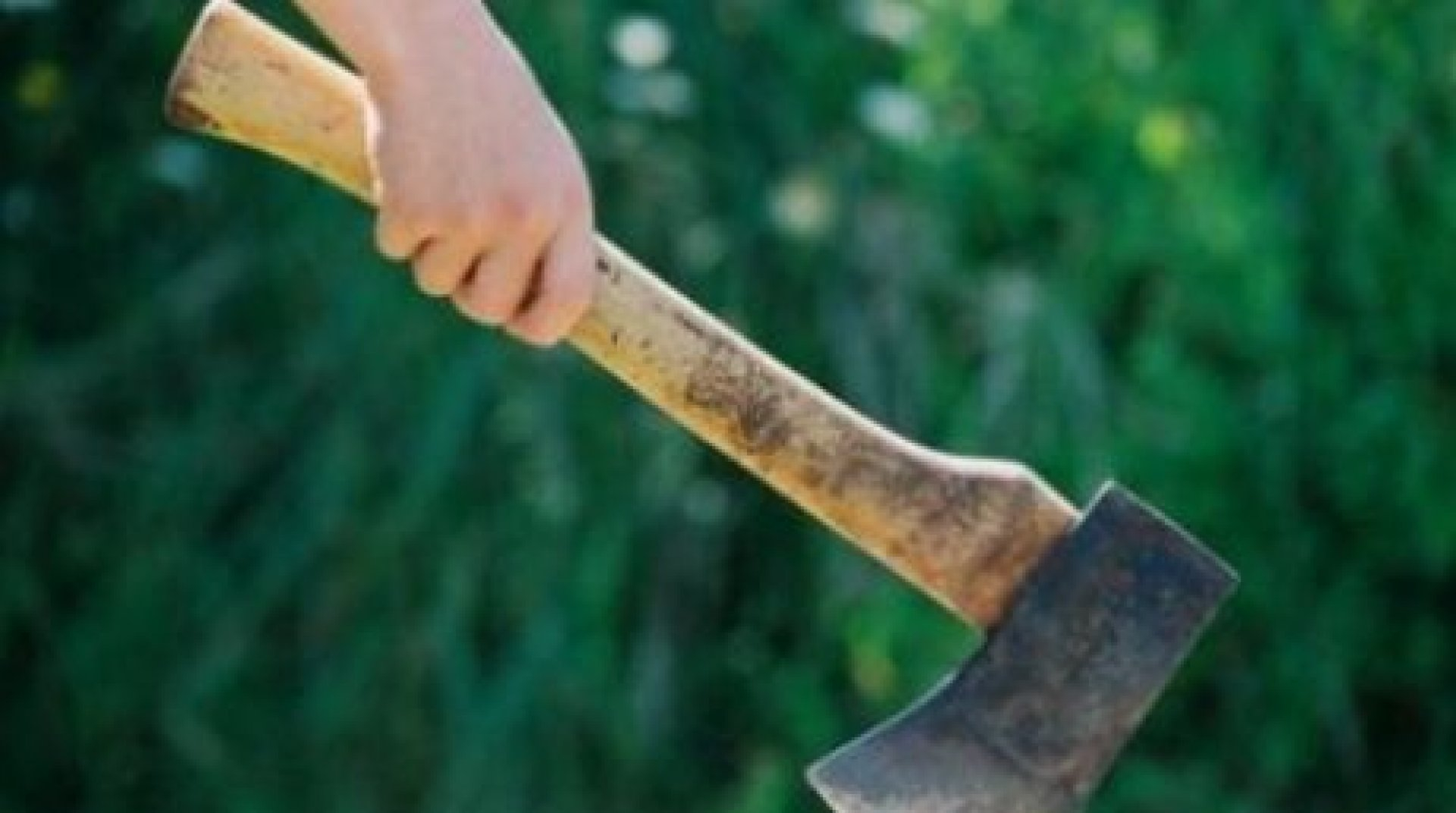 INEDIT în rândul jefuitorilor de păduri din judeţul Galaţi