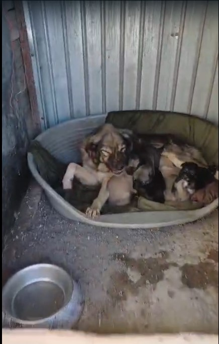 Cățea cu pui, aruncată într-o groapă la marginea oraşului