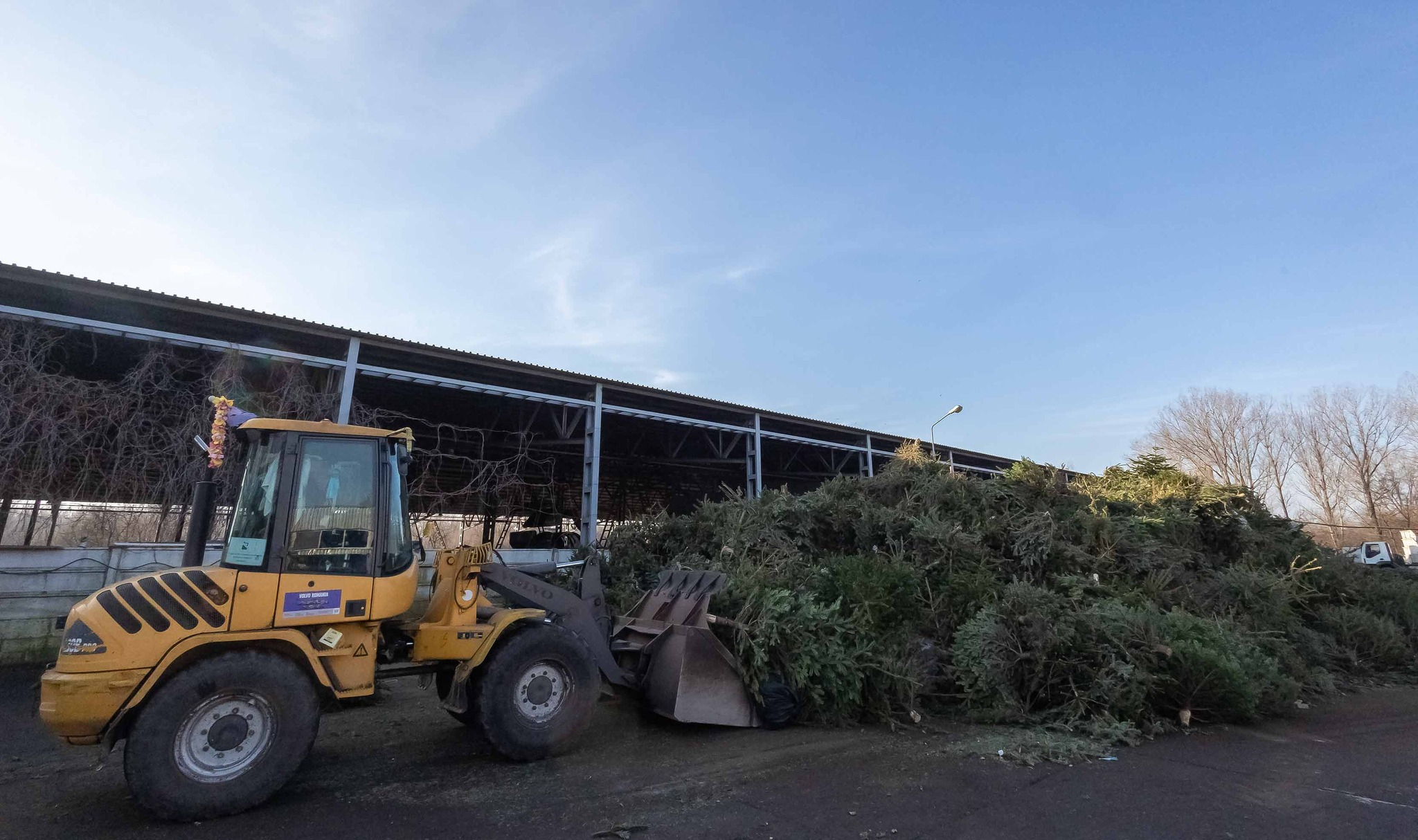 Brazii de Crăciun ajung compost