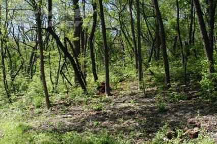 Proiect european pentru Pădurea Gârboavele