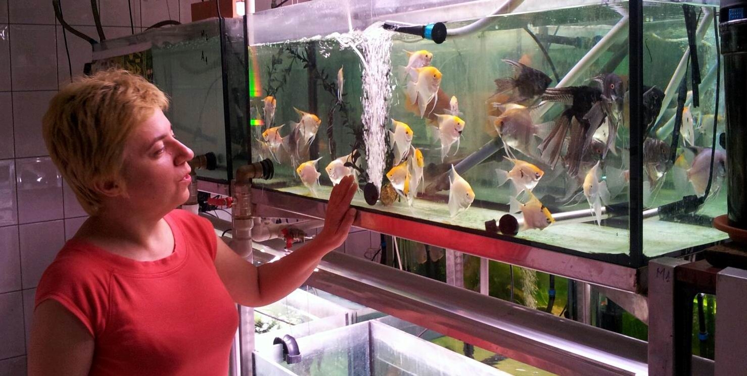 Maternitatea de peşti de la Galaţi - O lume acvatică, în miniatură