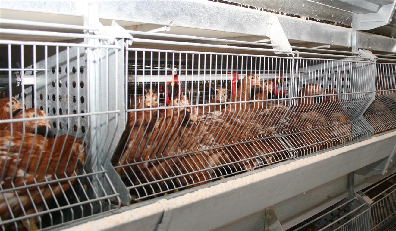 Bani pentru bunăstarea păsărilor, de la APIA 