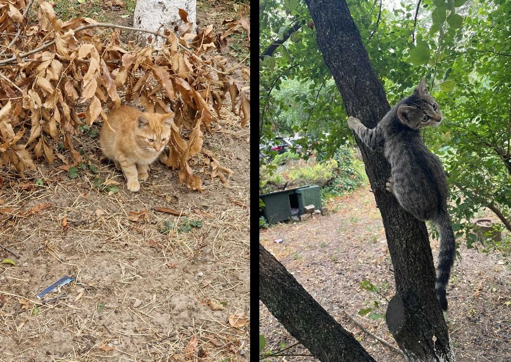 Poza zilei. Unde e felina de sezon?