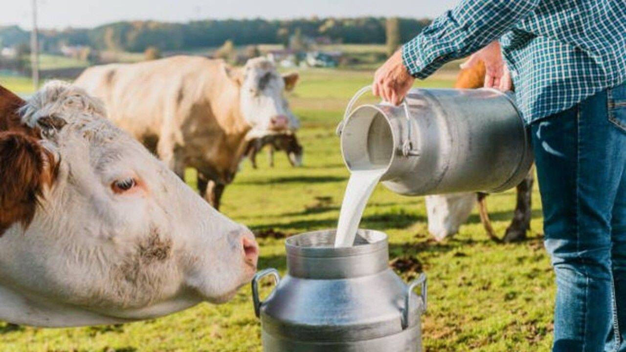 Cereri pentru ajutorul de stat în sectorul creșterii animalelor până la 28 octombrie