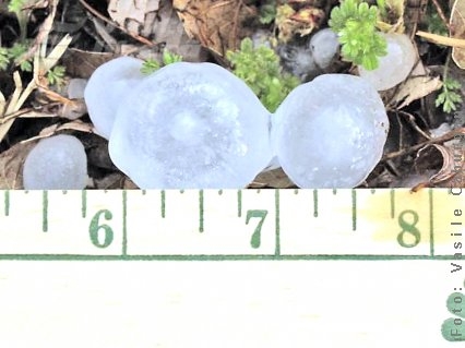 Grindina a făcut ravagii la Buciumeni 