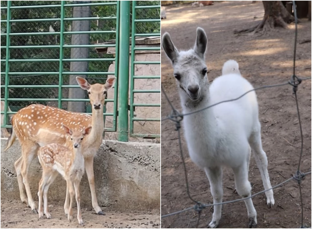Zoo Gârboavele are doi locatari noi