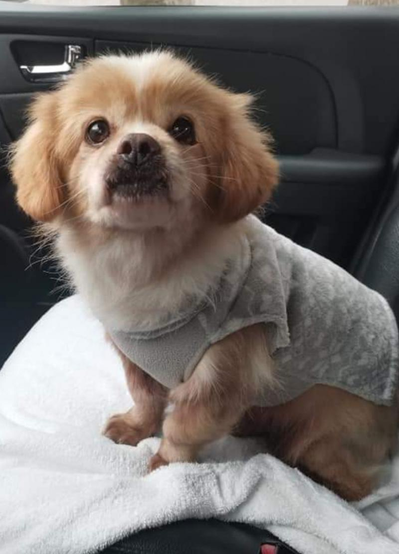 Cum să vă răsfăţaţi căţelul fără a face risipă de bani