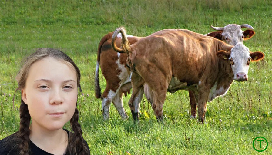 O vacă de neuitat