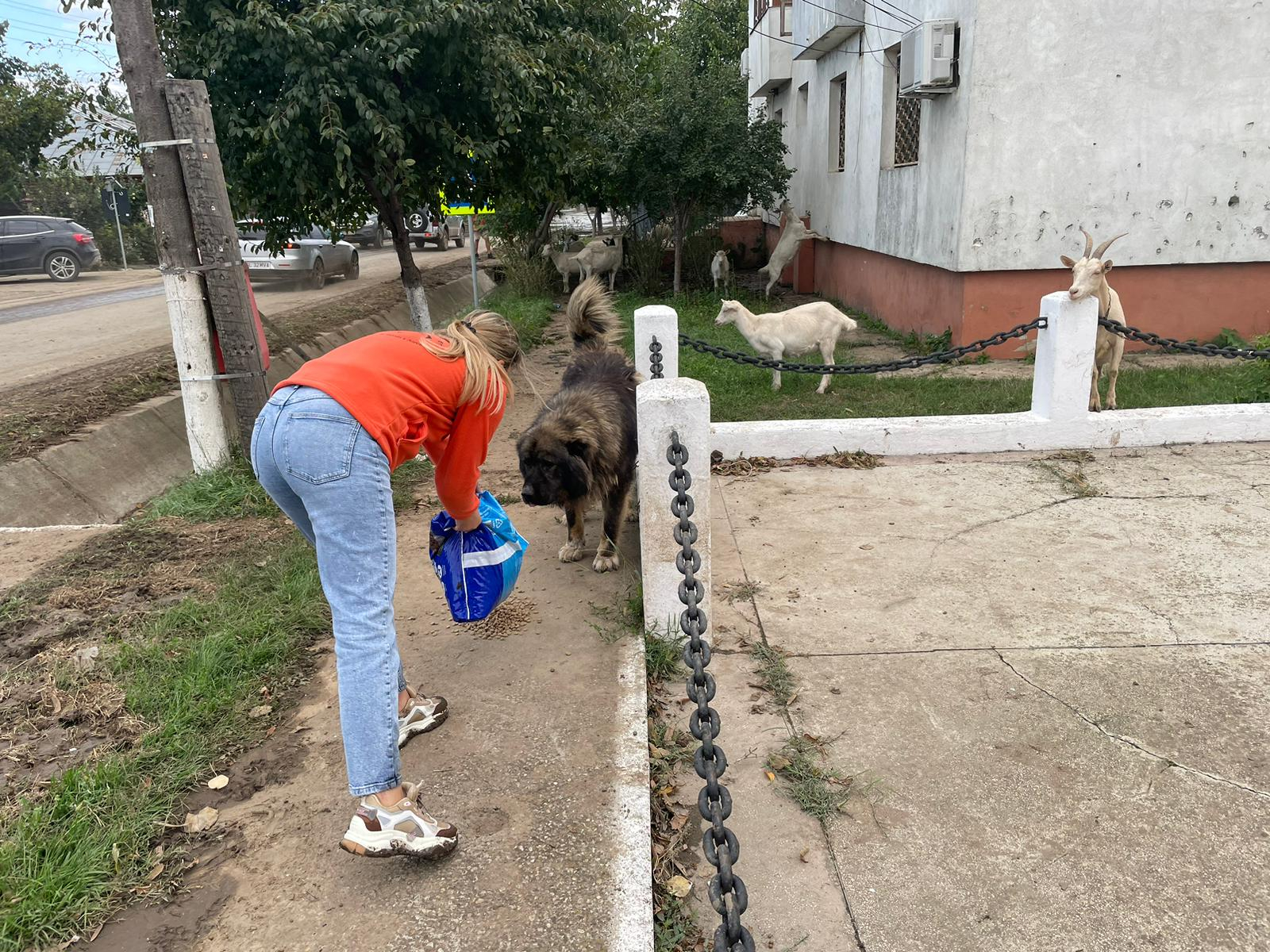 Polițiștii și voluntarii salvează animalele din calea inundațiilor