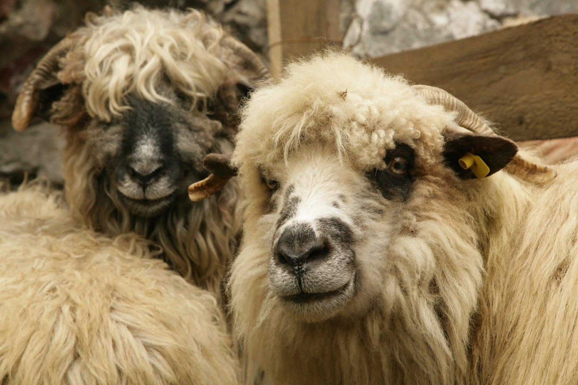 Plăți în agricultură