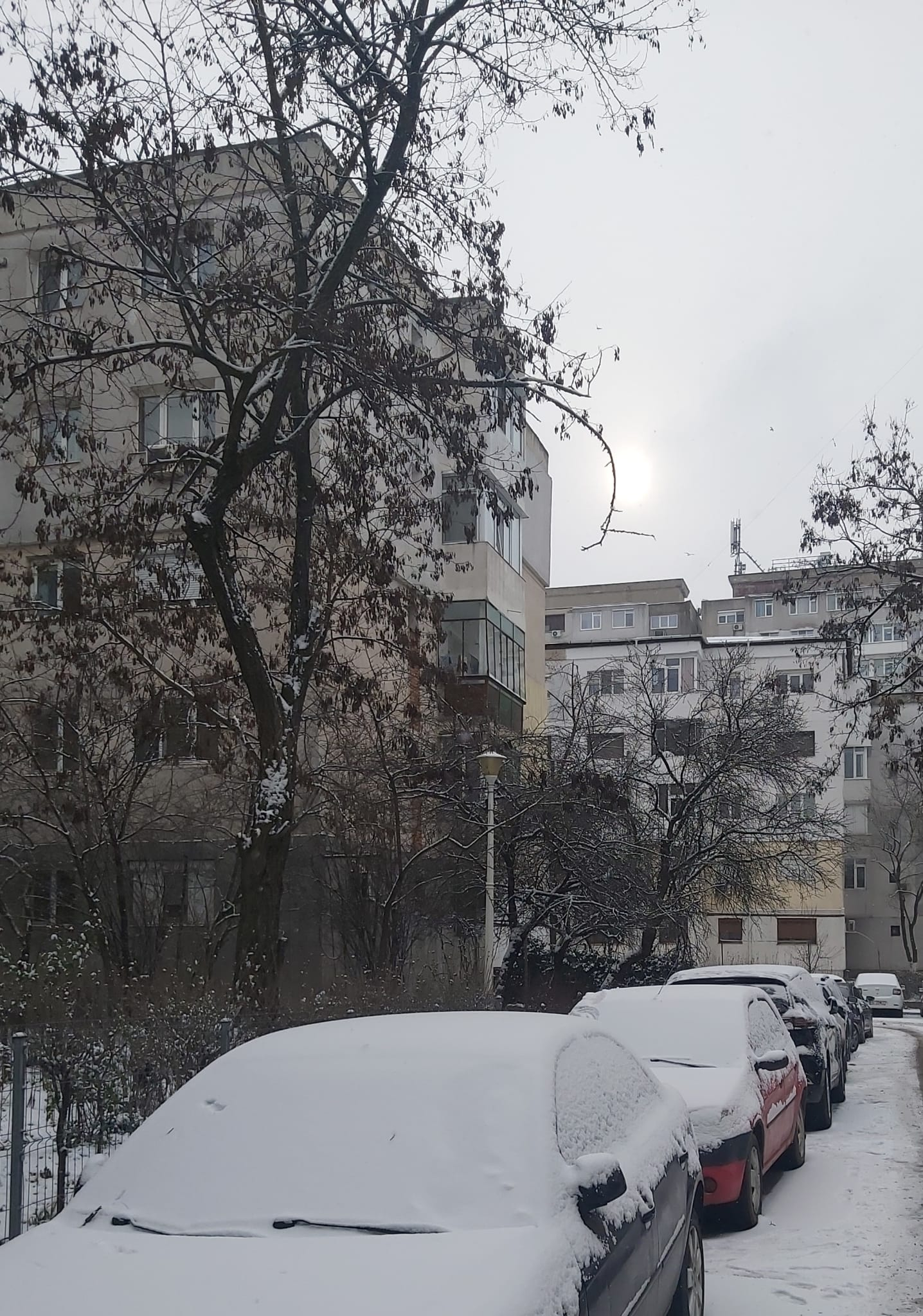 Poza zilei. Ninsoarea, uite-o, nu e!