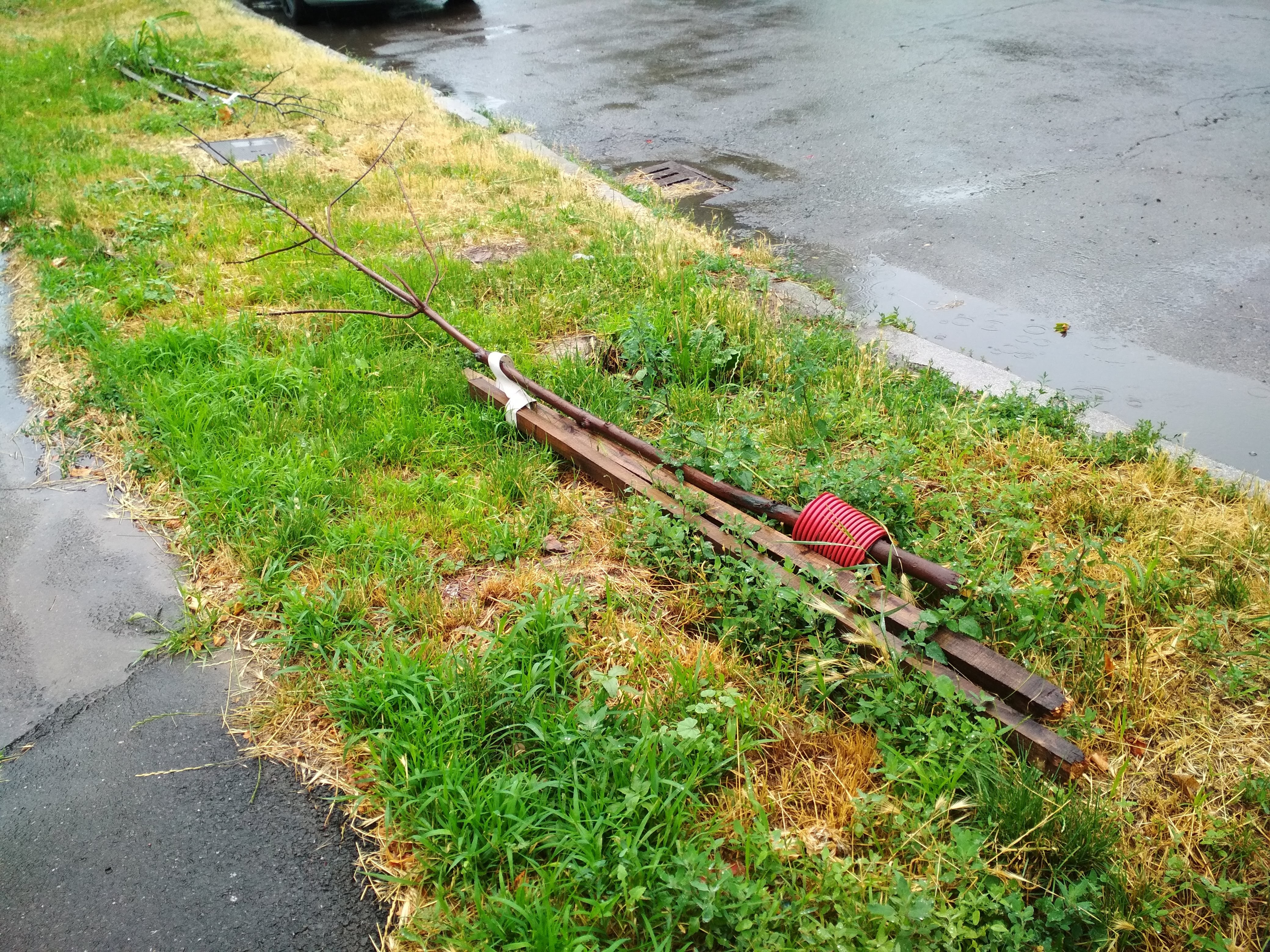 Copăcei smulşi sau rupţi, pe strada Regiment 11 Siret