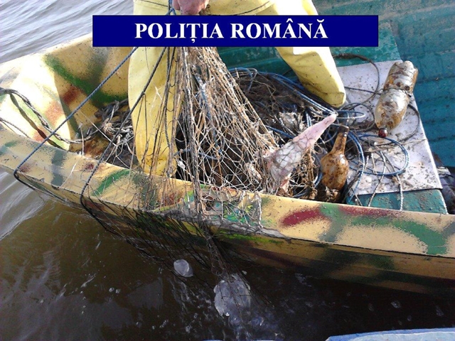 Patru tone de sturioni urmau să ajungă pe piaţa neagră. Braconierii au ajuns la audieri 