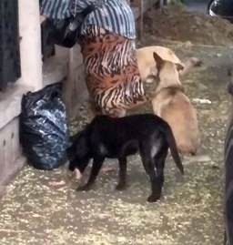 Doar avertisment pentru cei care HRĂNESC MAIDANEZII pe stradă