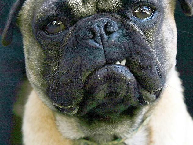 ȘCOALA IUBITORILOR DE ANIMALE/ Caracter şi temperament