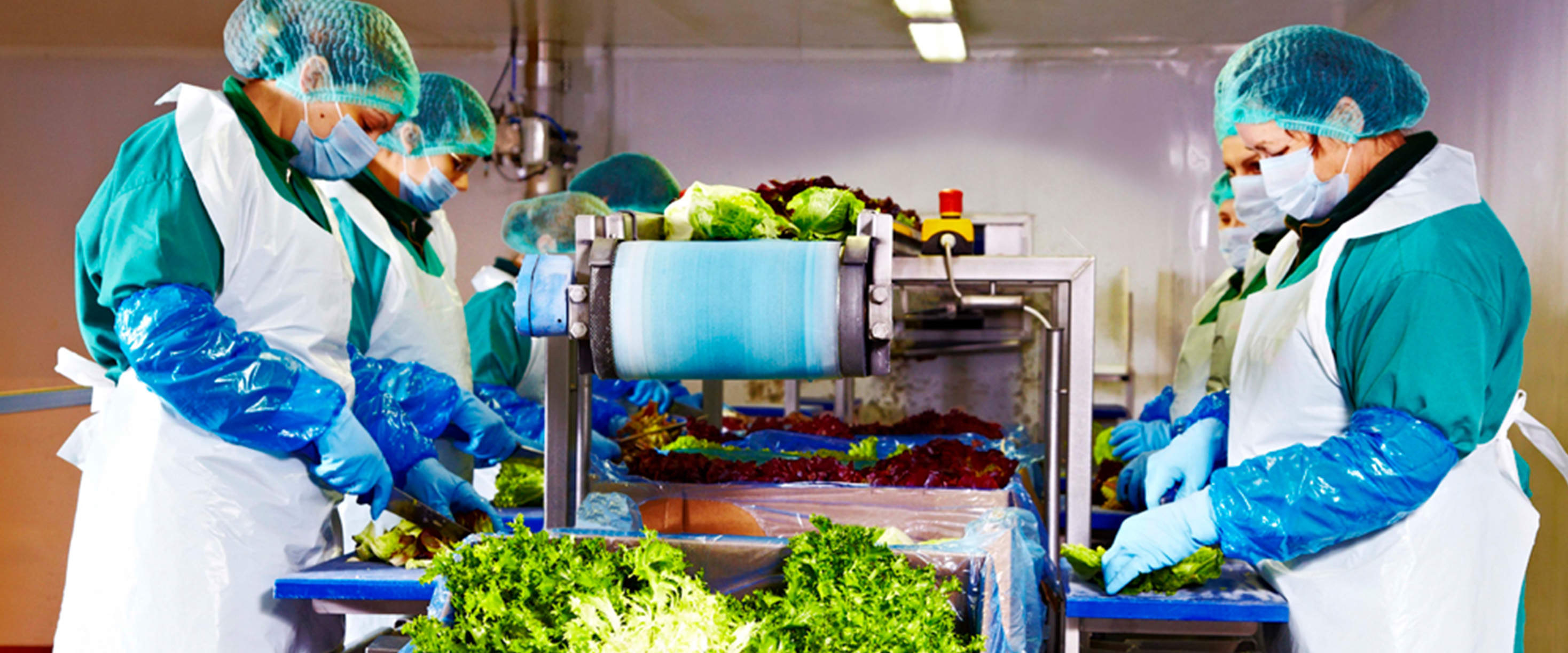 Eisberg, un reper privind securitatea alimentară a salatelor gata de consum