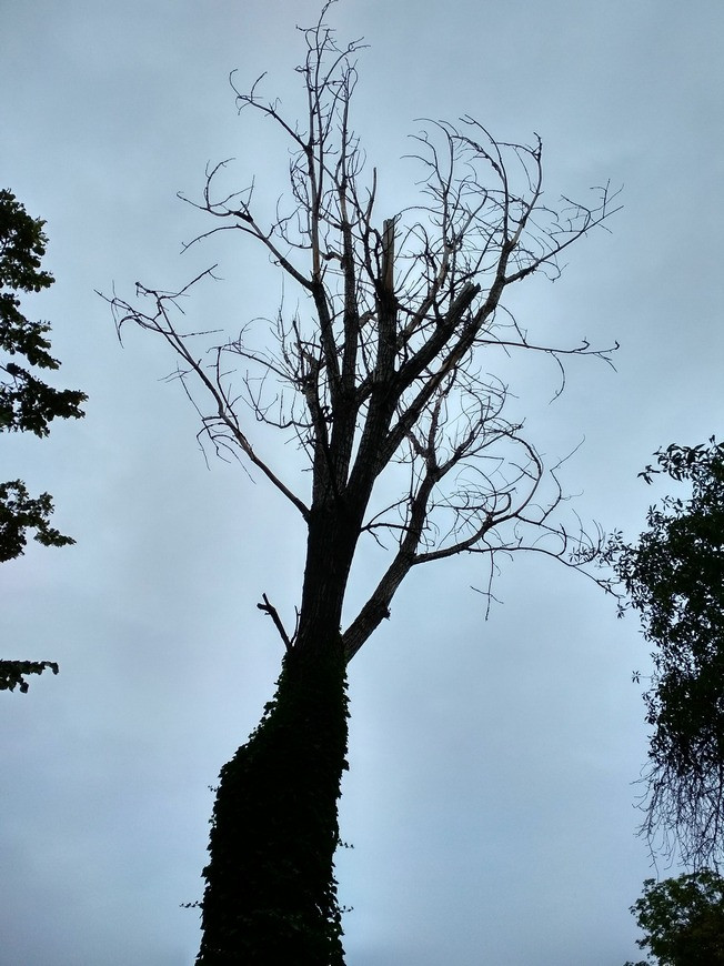 Un plop uscat, pericol public pe strada Tecuci