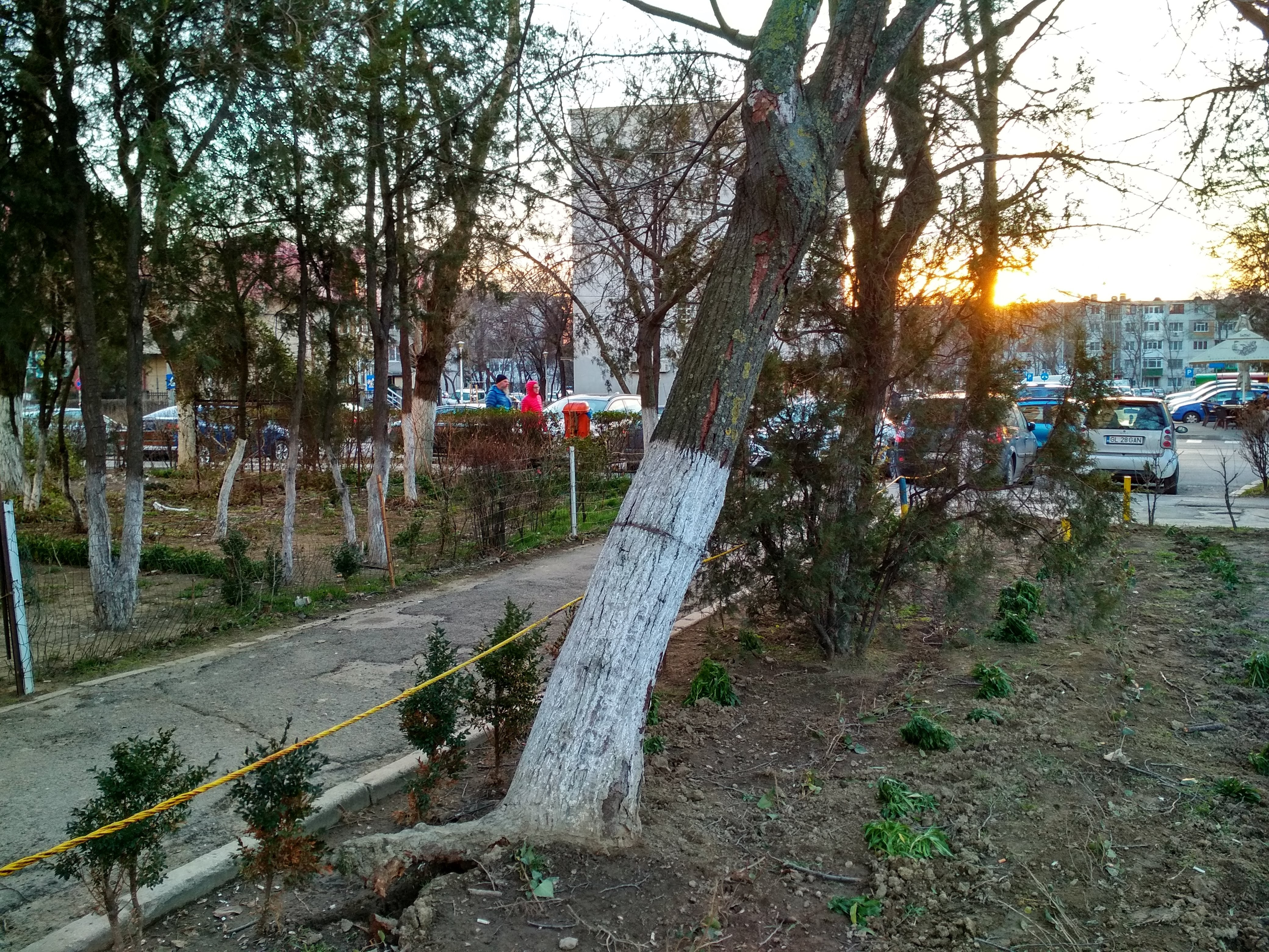 Intervenție de urgență la copacii periculoşi, după sesizarea „Vieţii libere”