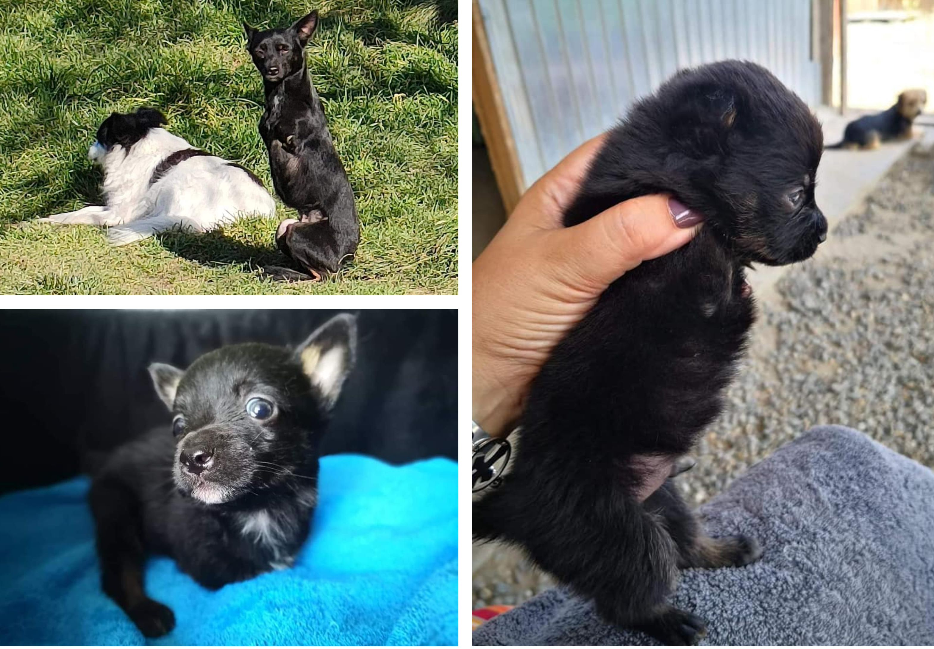 Uimitoarea poveste a lui Alfi, căţelul cu doar două lăbuţe