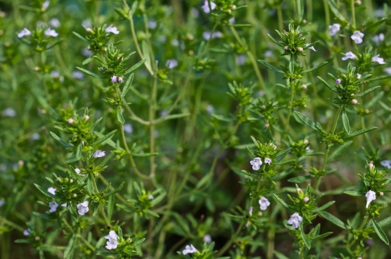 Cimbrul de cultură combate astmul bronşic