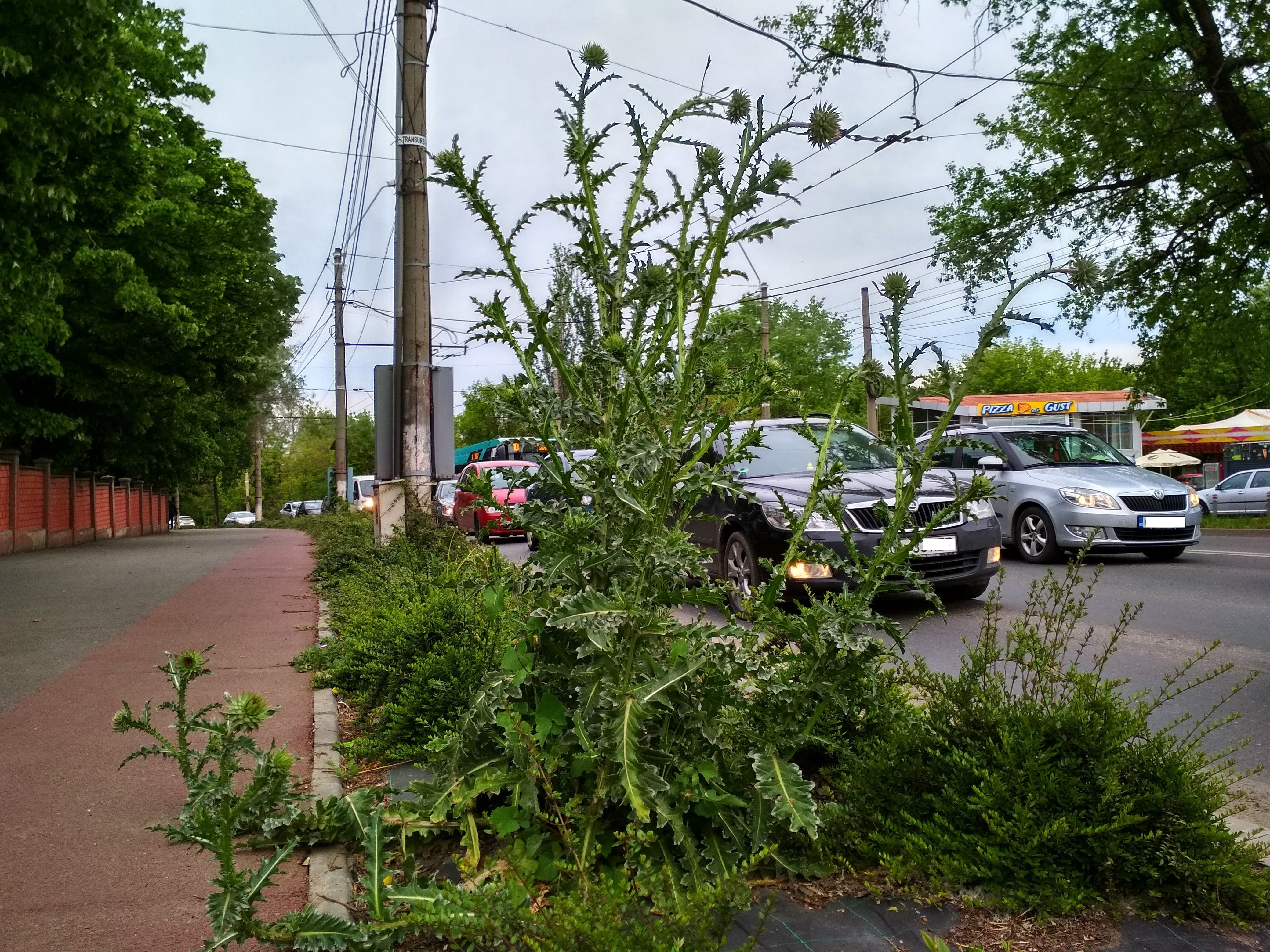 Marele ciulin de pe strada Brăilei
