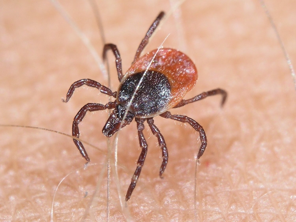 ATENŢIE, GĂLĂŢENI, dacă mergeţi la IARBĂ VERDE! Cum vă PROTEJAŢI de CĂPUŞE