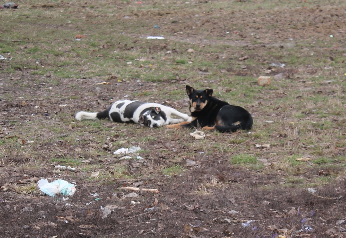 Gălăţeni AMENDAŢI/ CÂINI adoptaţi de la Ecosal, abandonaţi de stăpâni