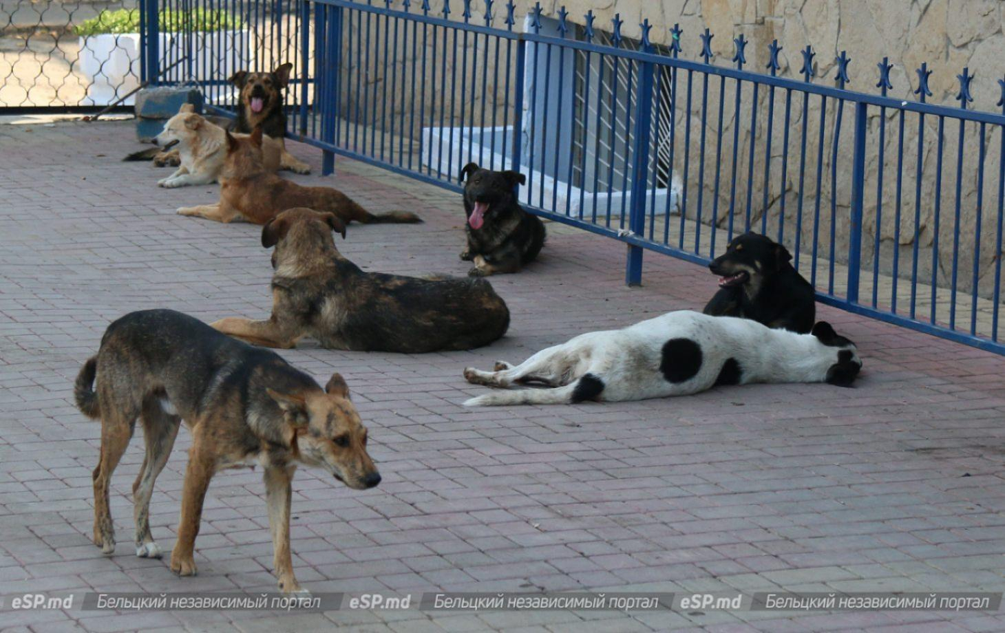 Propunere legislativă de sterilizare obligatorie a câinilor fără pedigree