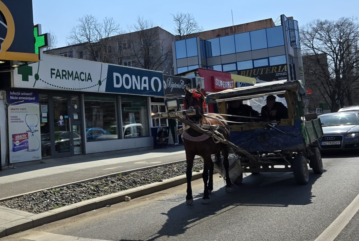 Poza zilei. Calul cu semnalizare