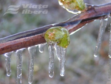 Dezastru în agricultura gălăţeană