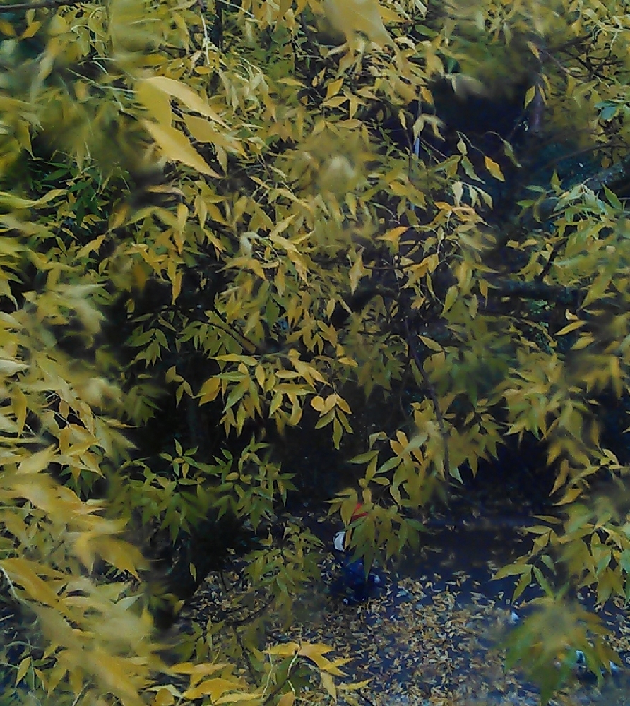 PROGNOZA METEO/ Cum va fi VREMEA, joi, la GALAŢI